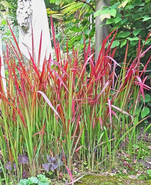 IMPERATA CYLINDRYCZA TRAWA RED BARON - sadz w don zdjęcie 1