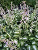 product-compare-51689085