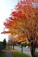 GK GRÓJECZNIK JAPOŃSKI MIODODAJNY