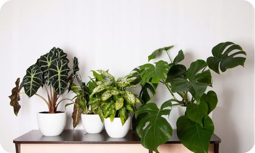 Ziemia do Kwiatów Podłoże do Monstery 20L Juka Bio Bigos Lekkie na Arena.pl