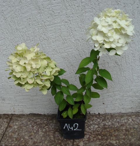 HORTENSJA GRAFFITI - sadzonki w doniczkach na Arena.pl