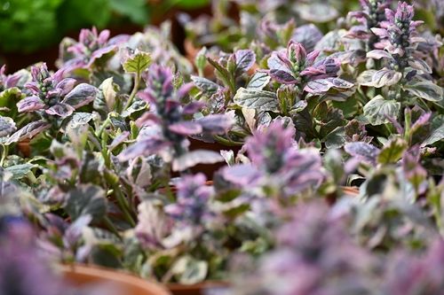 Dąbrówka rozesłana Burgundy Glow - Ajuga reptans na Arena.pl