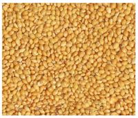 20kg Proso żółte złote karma pasza pokarm dla ptaków papug falistej