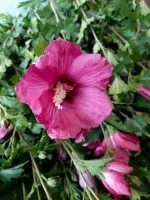 Hibiskus Tower Ruby - sadzonki 30 / 50 CM