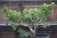 Jałowiec chiński Shimpaku - Juniperus chinensis 0060