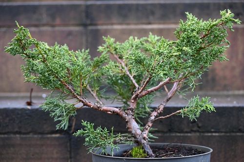 Jałowiec chiński Shimpaku - Juniperus chinensis 0059 na Arena.pl