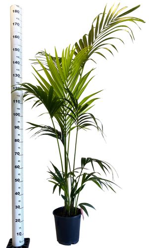 PALMA KENTIA (Kencja, Howea) 180 cm na Arena.pl