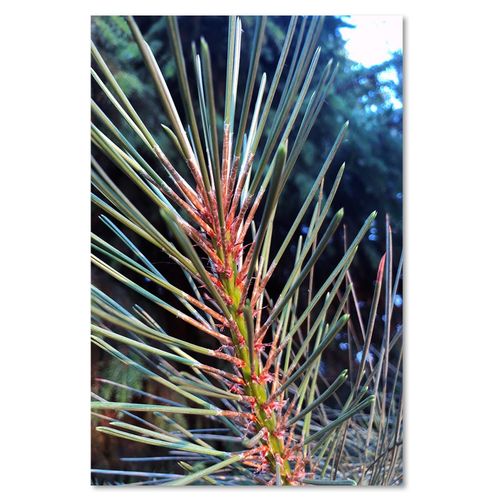 Obraz na płótnie – Canvas, sosnowe igły 80x120 na Arena.pl