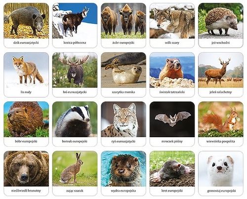 Gra Ssaki Polski - Memory Mini na Arena.pl