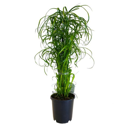 CIBORA Zmienna (Cyperus alternifolius) Papirus na Arena.pl