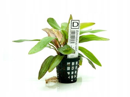 Echinodorus Rubin (Żabienica) koszyk na Arena.pl