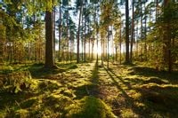 Fototapeta Las Zachód Słońca ZIELEŃ Pejzaż 315x210