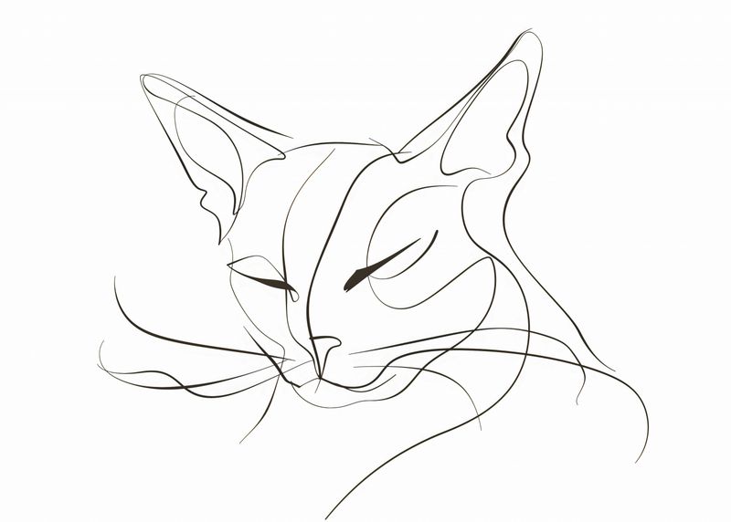 Plakat 70x50cm Linijny Kot zdjęcie 1