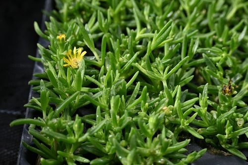 Delosperma Solstice Yellow - Delosperma cooperi na Arena.pl