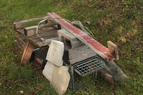 ZYWOŁAPKA PUŁAPKA NA KUNY LISY KOTY BOBRY WYDRY na Arena.pl