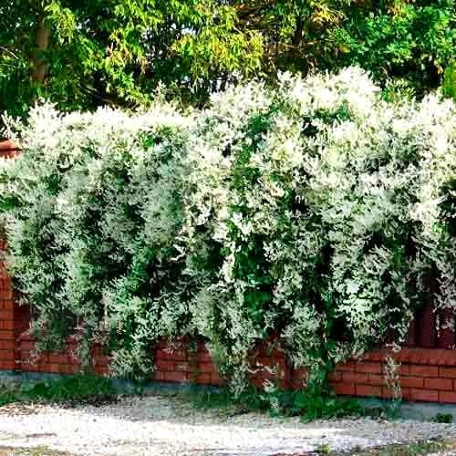 NAJSZYBCIEJ ROSNĄCE PNĄCZE - FALLOPIA ROŚNIE 6 METRÓW NA ROK SADZONKA na Arena.pl