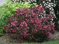 Krzewuszka WINE & ROSES Alexandra Bordowa C2