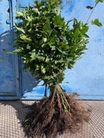 Klon pospolity - sadzonka 50-80 cm (Acer platanoides) Szkółkowany