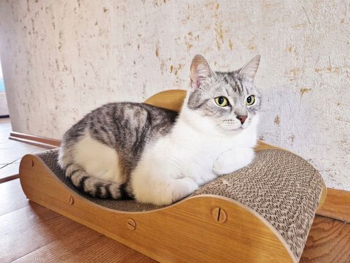 Drapak Dla Kota Sofa Łóżko Legowisko Karton Do Drapania Kanapa Kotka 60 cm na Arena.pl