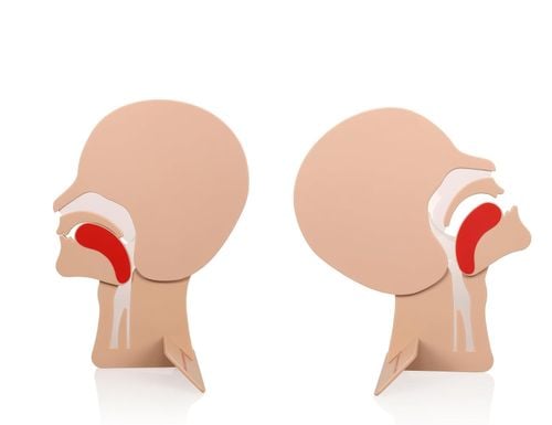 Model dróg oddechowych 2 szt.  moduł głowy do ćwiczeń RKO XFT-E0002 na Arena.pl