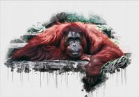 FOTOTAPETA widok dziura w ścianie zwierzęta wymiar