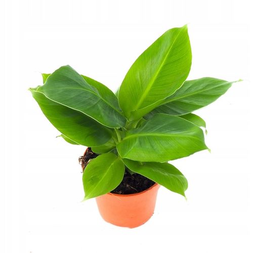 Musa Dwarf 'Cavendish' Bananowiec - EGZOTYCZNY BANAN W DOMU - Duże Liście na Arena.pl
