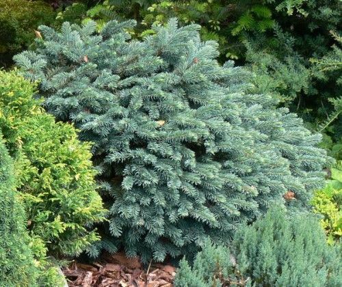 Świerk kłujacy Waldbrunn C2 na Arena.pl