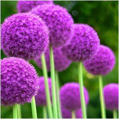 CZOSNEK ozdobny OLBRZYMI cebulki FIOLETOWY GLADIATOR 5 szt. + GRATIS na Arena.pl