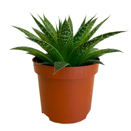 ALOES ARISTATA CLOCK BUY 10 cm na Arena.pl