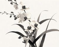 Plakat 50x40cm Orchidea