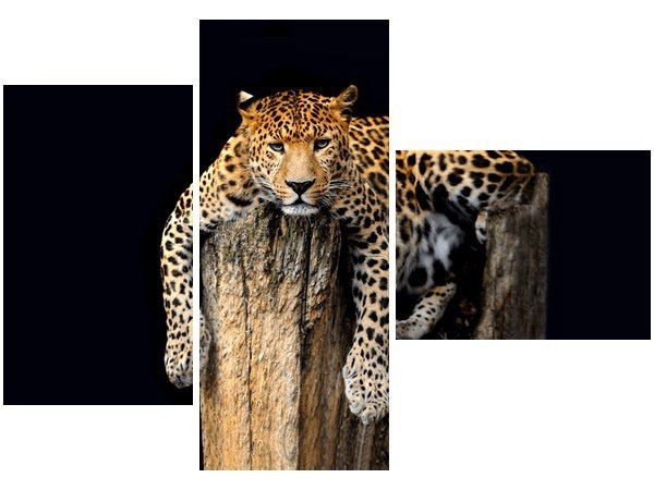 Obraz Dziki kot lampart zdjęcie 1