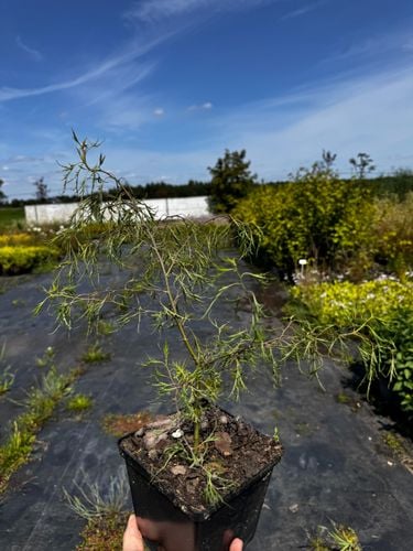 Brzoza brodawkowata 'Karaca' Karłowata Miniaturowa (Betula pendula) 2.0L na Arena.pl