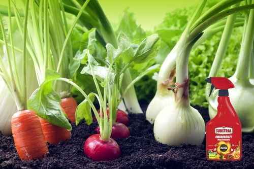 SUBSTRAL POLYSECT ŚRODEK OPRYSK MSZYCE PRZĘDZIORKI WEŁNOWCE MĄCZLIKI na Arena.pl