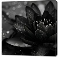 Obraz 90x90cm Lotos w Czerni