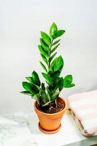 Zamiokulkas Zamiolistny ŻELAZNA ROŚLINA Zamia Ładna Duża Zdrowa na Arena.pl