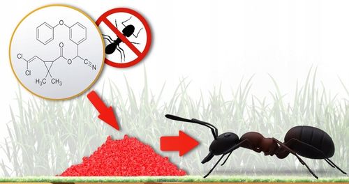 SILNY PROSZEK NA MRÓWKI W DOMU I OGRODZIE 1 KG na Arena.pl