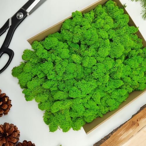 Mech Chrobotek Reniferowy - Fiński - Oczyszczony - Jasnozielony - 500g na Arena.pl