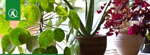 Sanium Pin pałeczki 2w1 nawozowe i na szkodniki na Arena.pl