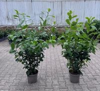 Laurowiśnia NOVITA 120-150cm KILKUPĘDOWE Rozkrzewione Gotowy Żywopłot