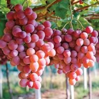 Winorośl bezpestkowa Einset Seedless – słodkie różowe winogrona