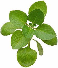 SWANSON OLEJ OREGANO olejek KONCENTRAT 10:1 120 kaps na Arena.pl