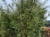 Fargezja GREAT WALL Fargesia Bambus ogrodowy Mrozoodporny Kępowy C3