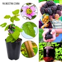 Malinojeżyna Czarna dobre plonowanie KRZEW 40-70 cm