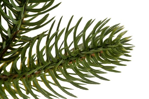 Choinka Świerk Leśny 180cm na Arena.pl