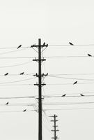 Plakat 67,5x100cm Symfonia na Drutach