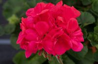 Pelargonia rabatowa (Pelargonium Zonale  MoonLight® Lucky '15)  malinowy