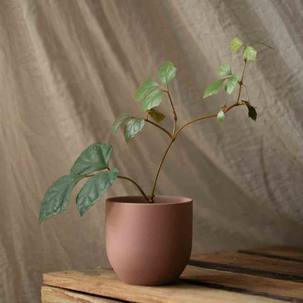 FLOWERPOT/AH/SHIRE/ROSE/10X9,5 zdjęcie 3