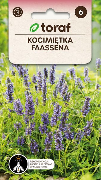 Kocimiętka Faassena zdjęcie 1