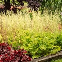 Żurawka REX LIME Żółta Błyszczące pofalowane liście Gęsta odmiana Sadzonki