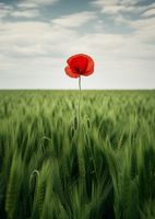 Plakat 67,5x95cm Samotny Mak na Polu